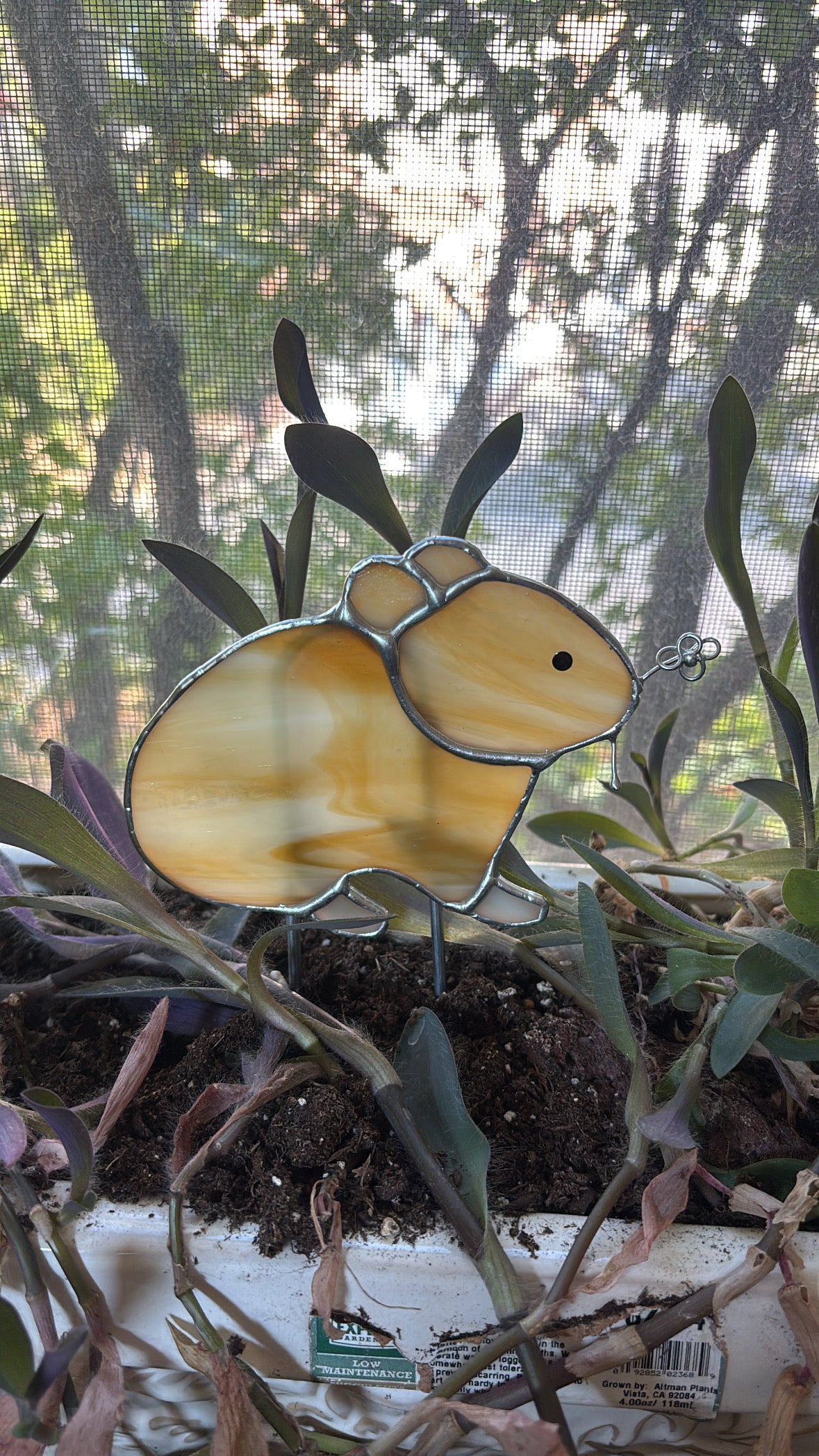 Pika